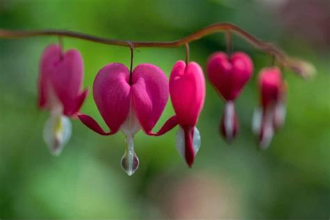 Bleeding Heart Flower Meaning and Symbolism | Florgeous