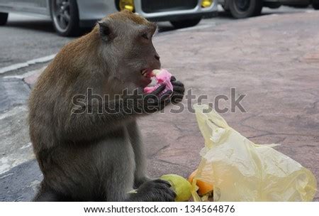 Monkey Eating Cake. Stock Photo 134564876 : Shutterstock