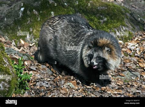 Raccoon dog (Nyctereutes procyonoides) invasive species in Germany, indigenous to East Asia ...