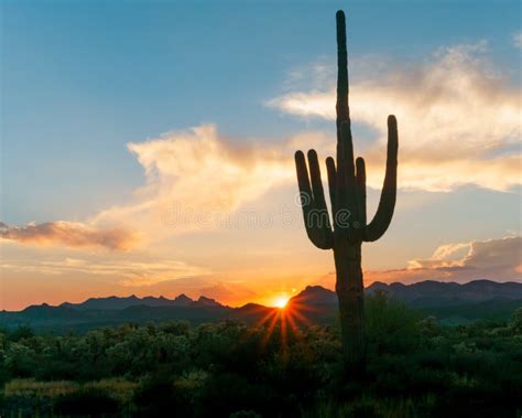 Arizona sunset stock image. Image of nature, cholla - 101529253