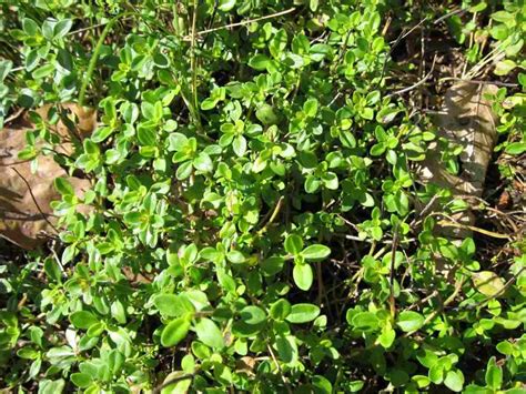 Growing Purslane In Containers - Pots at Home | Gardening Tips