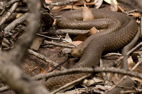 COMMON EASTERN BROWN SNAKE POSTER PICTURE PHOTO PRINT australia ...