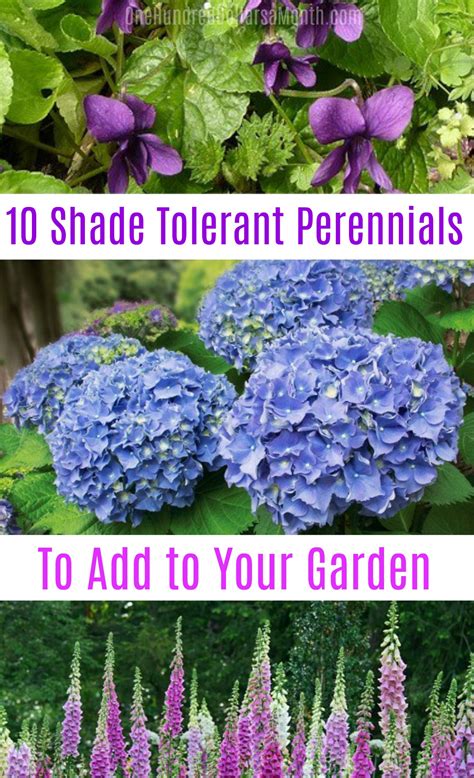 10 Shade Tolerant Perennials - One Hundred Dollars a Month