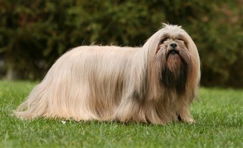 Top 10 Long Haired Dog Breeds in the World 2019 - Dogmal.com