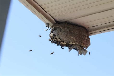 Do Bald-Faced Hornets Hibernate Or Die In The Winter? - Pests101.com