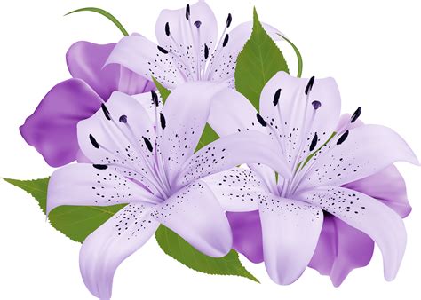 Lilium PNG