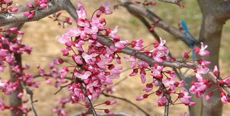 Different Types of Redbud Tree Varieties - All Kinds of Species ...