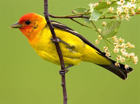 Birds - Yosemite National Park