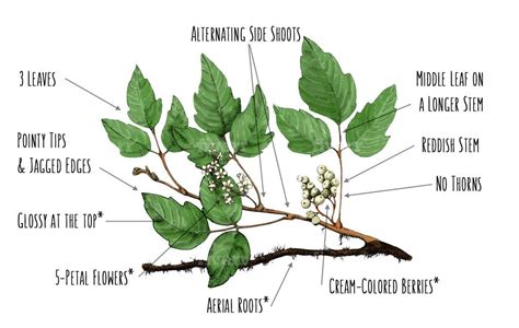 How to identify poison ivy - nosetastic