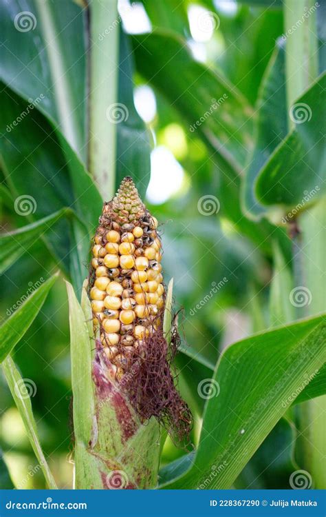 Cornfield Close Up at Samantha Garcia blog