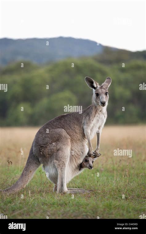 A kangaroo with a baby in her pouch Stock Photo - Alamy