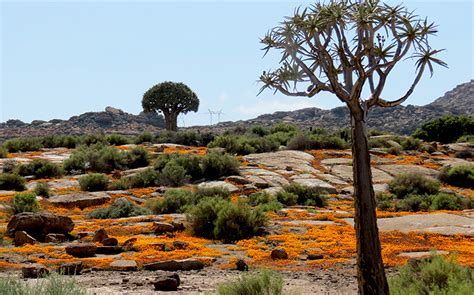 Namaqualand Spring Flower Tour - 5 days of fun and colour