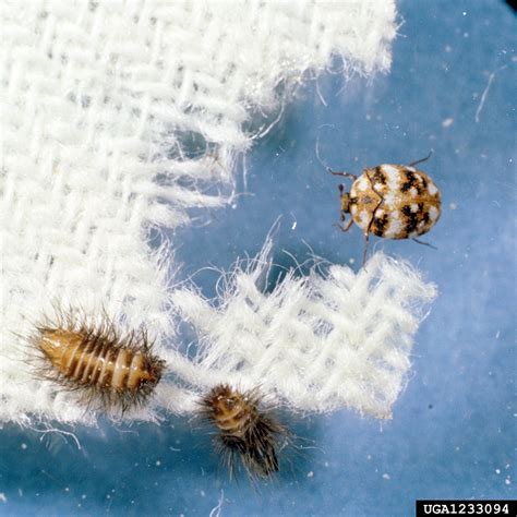 Carpet Beetle Size at michaelceppso blog