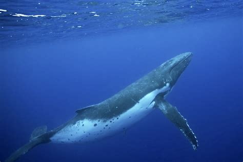 Humpback Whales "Remixing" Each Other's Songs Across 3,000 Miles