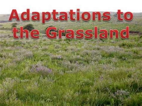 Grassland Adaptations