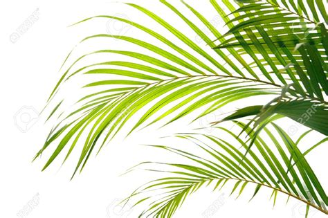 Waving Palm Branches | Allpix.Club | Palm fronds, Palm branch, Palm