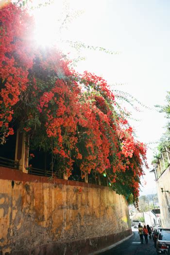 Flowers in Madeira - Entouriste