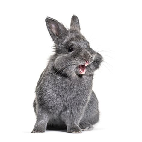 Rabbit Noises and What They Mean - The Rabbit Hop