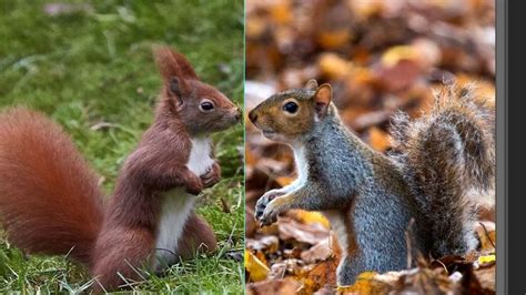 Red and grey squirrels go head to head in nut IQ test | UK News | Sky News