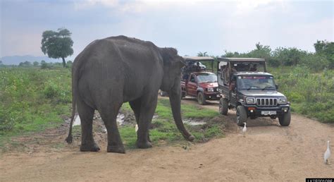 Udawalawe National Park Private Safari (3- Hours) - Embilipitiya | FREETOUR.com