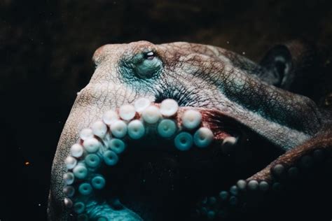 How Many Brains Does An Octopus Have? (And Why 9?)