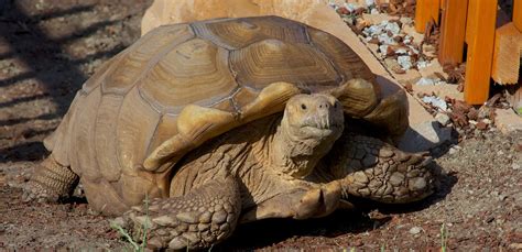 Sulcata Tortoise / African Spurred Tortoise Care Sheet | Reptiles' Cove