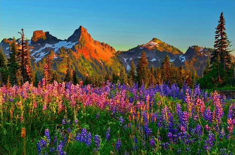 Download Nature Tree Lupine Flower Spring Mountain Landscape HD Wallpaper