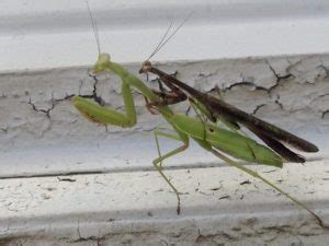 Breeding praying mantises | Keeping Insects