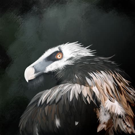 ArtStation - Bearded Vulture - Digital Painting