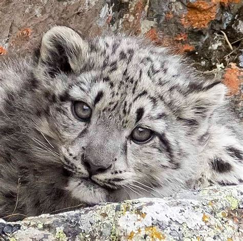 Snow Leopard Cubs With Mother