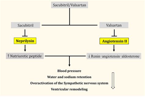 Simplified overview of the effects of sacubitril/valsartan. | Download ...