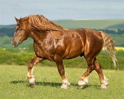 Top 9 British Horse Breeds You Should Learn About