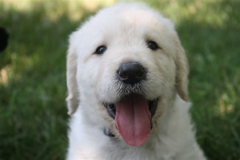 Goldador: The Labrador-Golden Retriever Mix - Labrador Wise