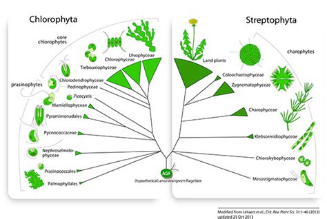 Phylum Chlorophyta