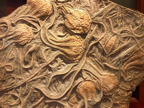 255 best Crinoid images on Pholder | Fossilid, Interestingasfuck and Fossil Porn