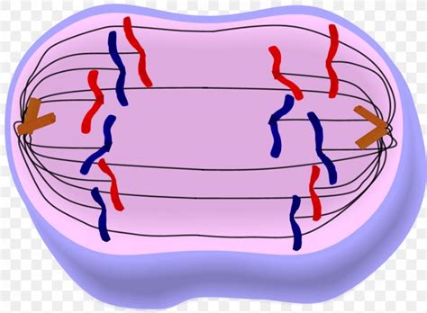 Anaphase Mitosis Metaphase Prophase Telophase, PNG, 1189x875px ...