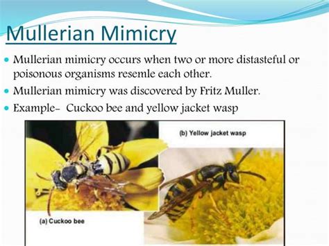 Mimicry (Evolutionary Biology) | PPT