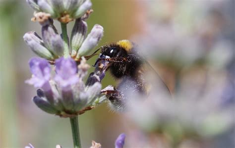 Bumblebee Lavender Pollination - Free photo on Pixabay - Pixabay