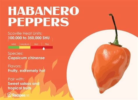 How Hot Are Habanero Peppers and Will Eating it Kill You? - Recipes.net