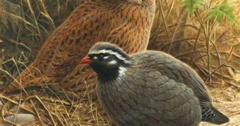 Himalayan Quail: A Missing Bird Species for Over a Century in India