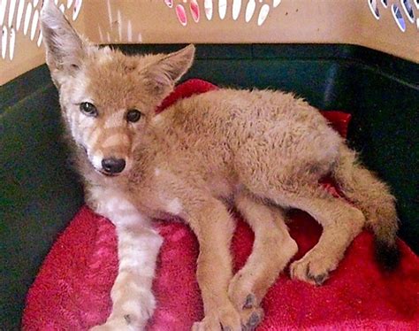 Special care needed for coyote pup who someone tried to raise - The Fur-Bearers