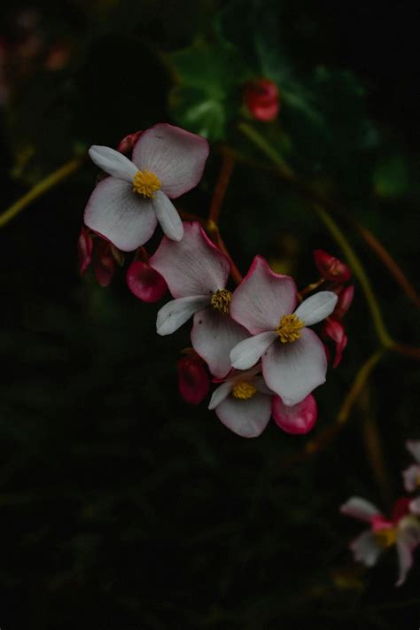 Are Begonias Indoor Plants? - Green Packs