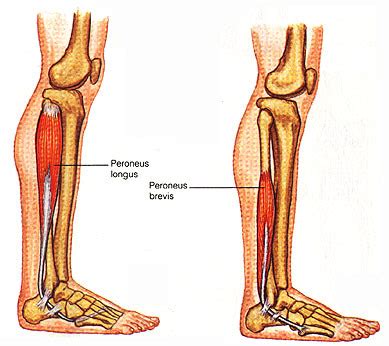 Peroneal Muscles