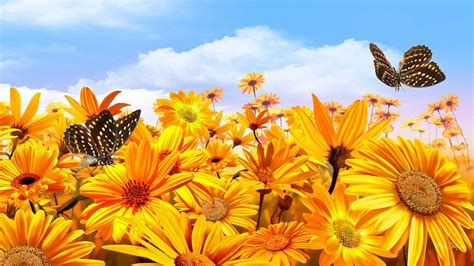 Sunflowers and Butterflies Wallpapers on WallpaperDog