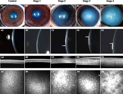 Figure 1 from In Vivo Imaging of Corneal Endothelial Dystrophy in Boston Terriers: A Spontaneous ...