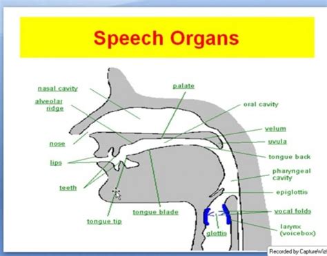 Diagram Of Speech Organs