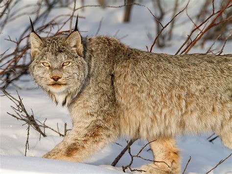 Canada Lynx (Canadian Lynx) | Coniferous Forest