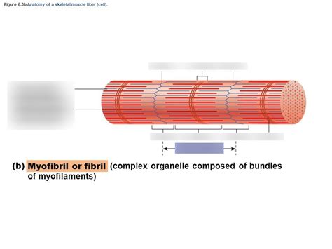 Myofibril Diagram Diagram | Quizlet