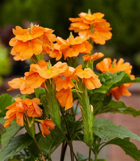 Firecracker Flower Crossandra Infundibuliformis Plant - Nestreeo.com