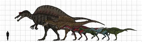 Spinosauridae Size Chart, Featuring Spinosaurus, Oxalaia, Suchomimus, Baryonyx, Ichthyovenator ...